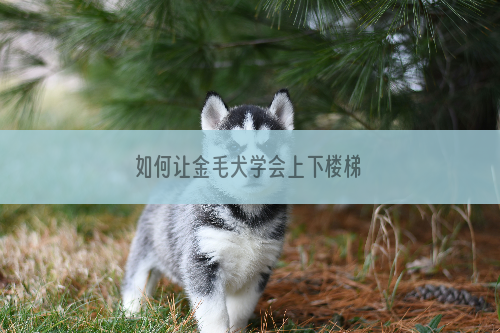 如何让金毛犬学会上下楼梯