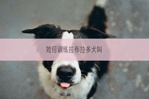 如何训练拉布拉多犬叫