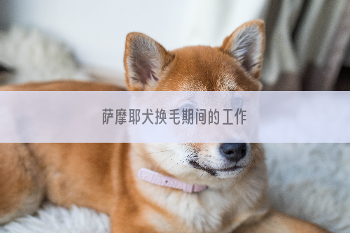 萨摩耶犬换毛期间的工作