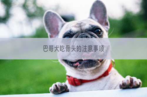 巴哥犬吃骨头的注意事项