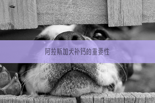 阿拉斯加犬补钙的重要性