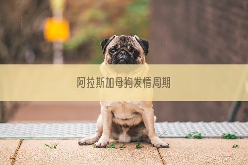 阿拉斯加母狗发情周期