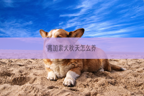 高加索犬秋天怎么养