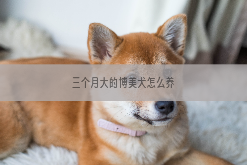 三个月大的博美犬怎么养