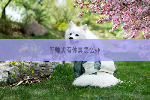 拳师犬有体臭怎么办