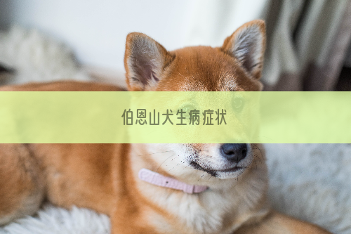 伯恩山犬生病症状