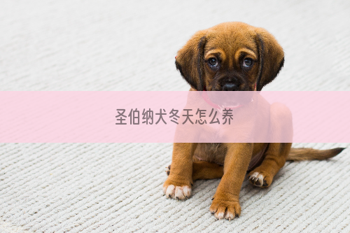 圣伯纳犬冬天怎么养