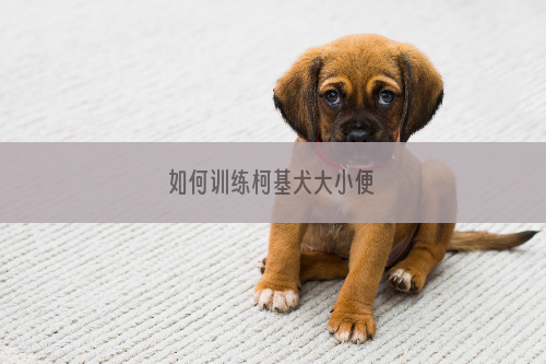 如何训练柯基犬大小便