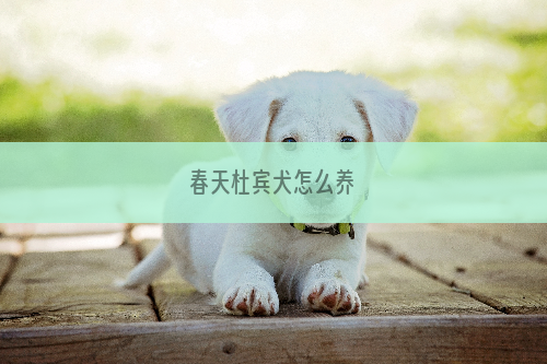 春天杜宾犬怎么养