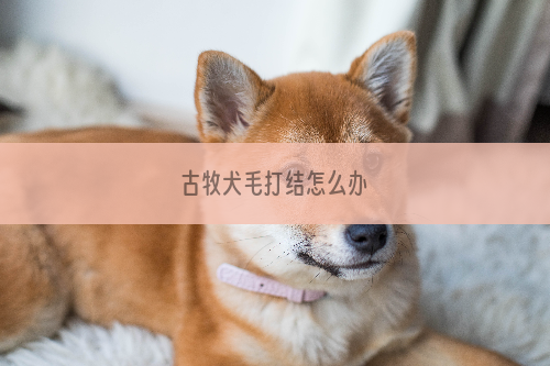 古牧犬毛打结怎么办