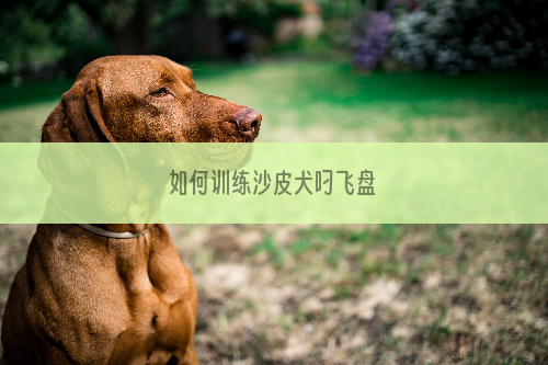 如何训练沙皮犬叼飞盘