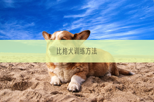 比格犬训练方法