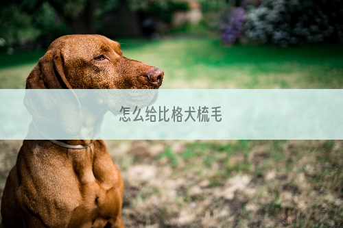 怎么给比格犬梳毛