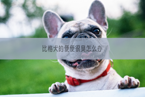 比格犬的便便很臭怎么办