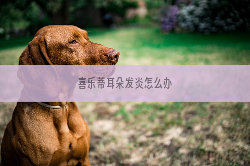 喜乐蒂耳朵发炎怎么办
