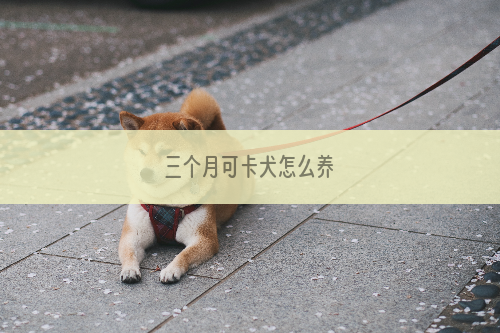 三个月可卡犬怎么养