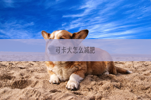 可卡犬怎么减肥