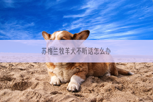 苏格兰牧羊犬不听话怎么办