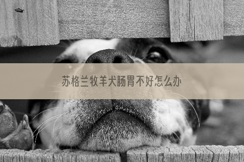 苏格兰牧羊犬肠胃不好怎么办