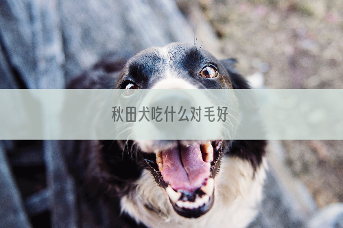 秋田犬吃什么对毛好