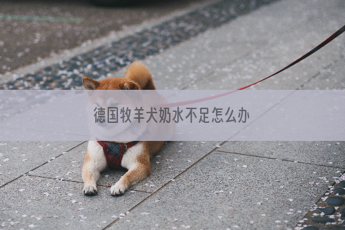 德国牧羊犬奶水不足怎么办