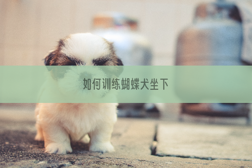 如何训练蝴蝶犬坐下