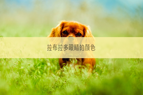 拉布拉多眼睛的颜色