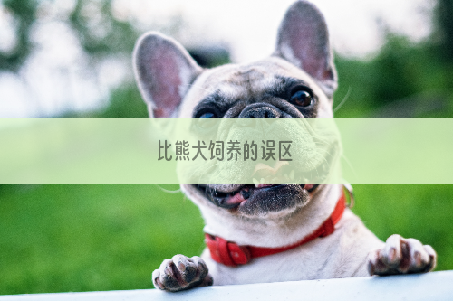 比熊犬饲养的误区