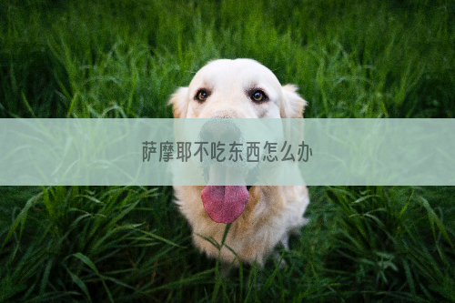 萨摩耶不吃东西怎么办