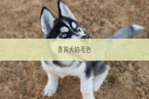 贵宾犬的毛色