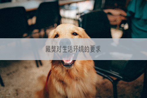 藏獒对生活环境的要求