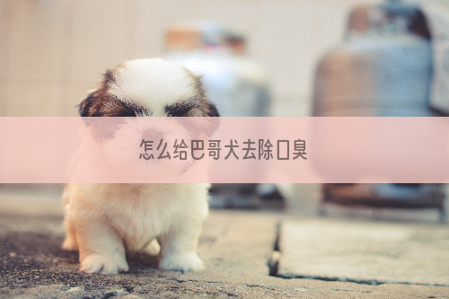 怎么给巴哥犬去除口臭