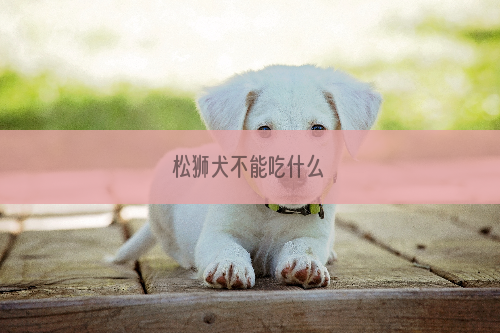 松狮犬不能吃什么