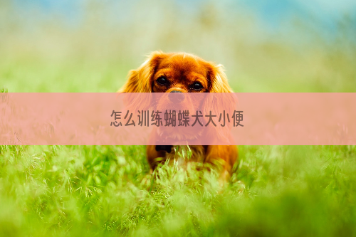 怎么训练蝴蝶犬大小便