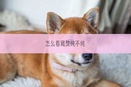 怎么看藏獒纯不纯