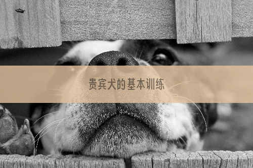 贵宾犬的基本训练