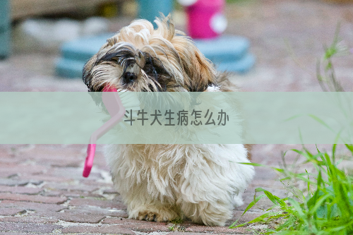 斗牛犬生病怎么办