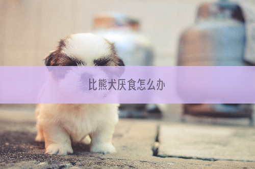 比熊犬厌食怎么办