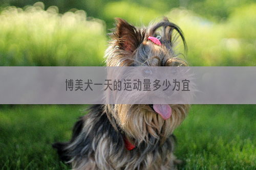 博美犬一天的运动量多少为宜