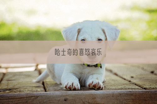 哈士奇的喜怒哀乐