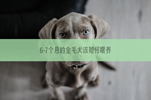 6-7个月的金毛犬该如何喂养