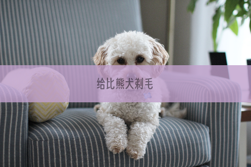 给比熊犬剃毛