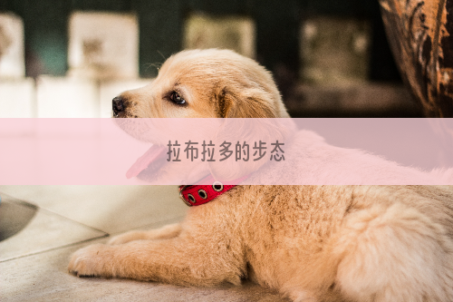 拉布拉多的步态