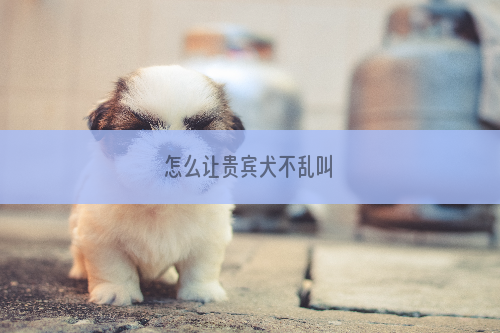 怎么让贵宾犬不乱叫