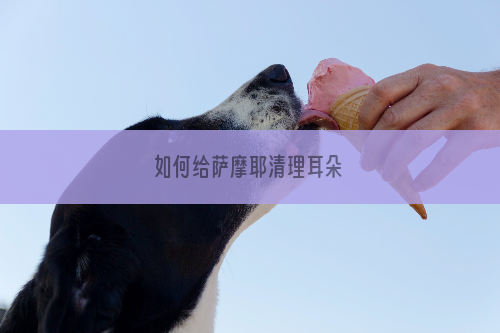 如何给萨摩耶清理耳朵