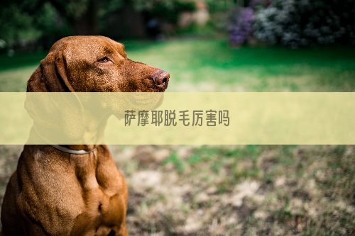 萨摩耶脱毛厉害吗