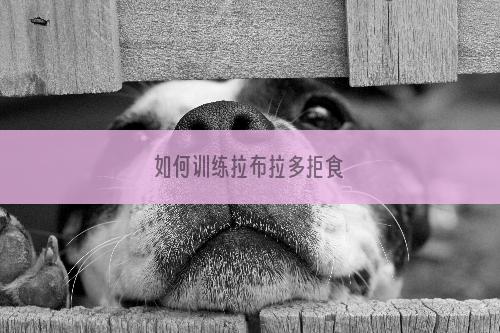 如何训练拉布拉多拒食