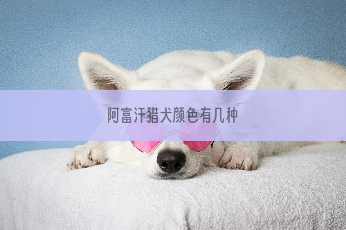 阿富汗猎犬颜色有几种