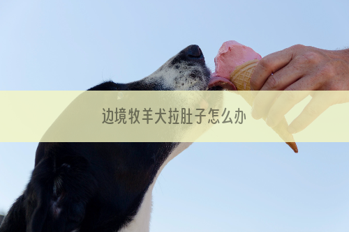 边境牧羊犬拉肚子怎么办