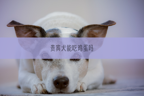 贵宾犬能吃鸡蛋吗